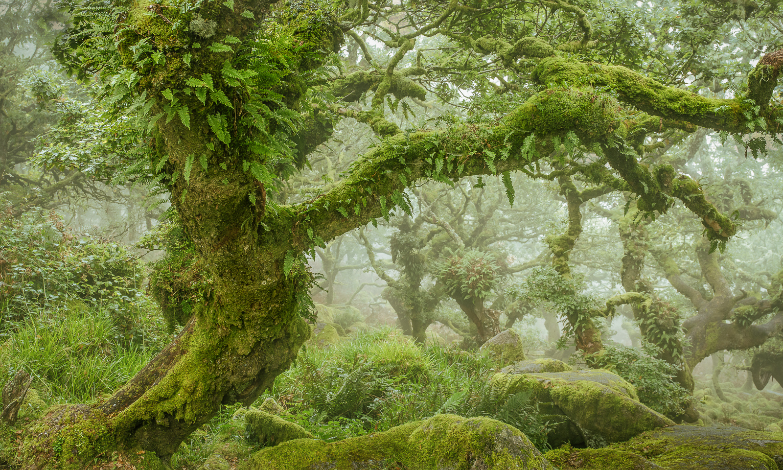 VERDANT OAKS